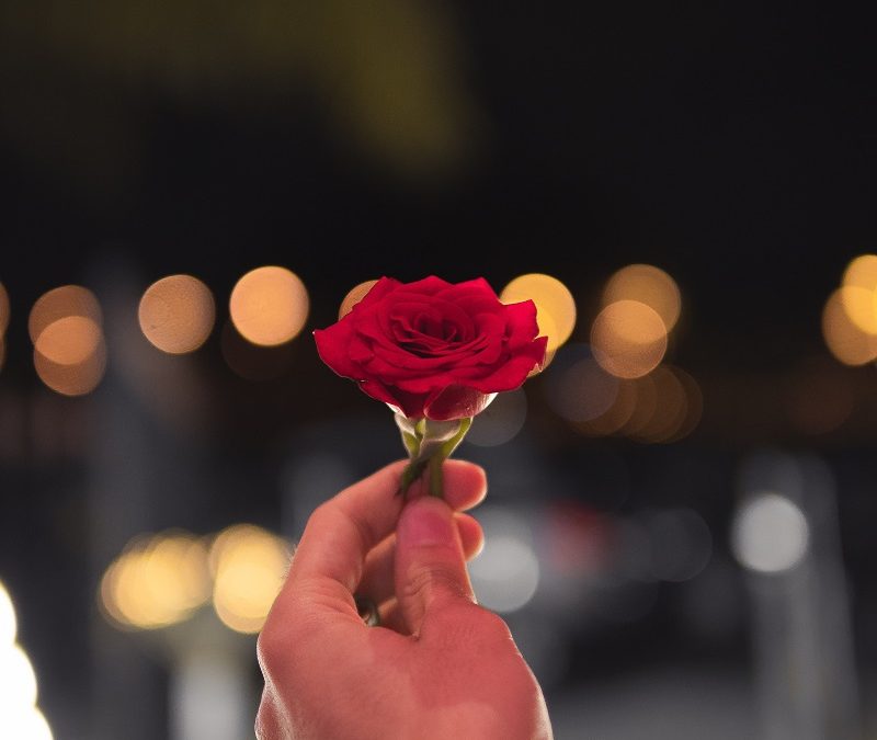 Person Holding A Red Rose