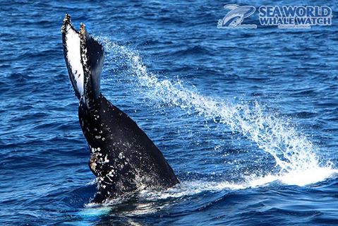 Experience An Exhilarating Cruise to See the Whales!