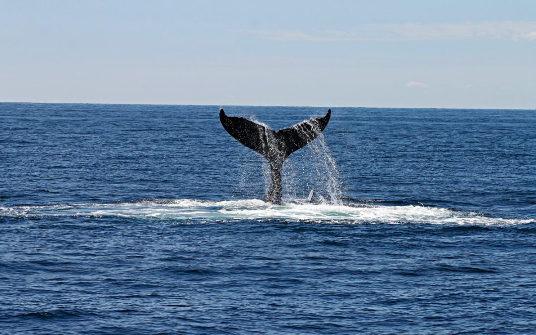 Whale Watching Gold Coast