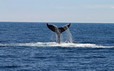 Free Whale Watching on the Gold Coast? Here’s How
