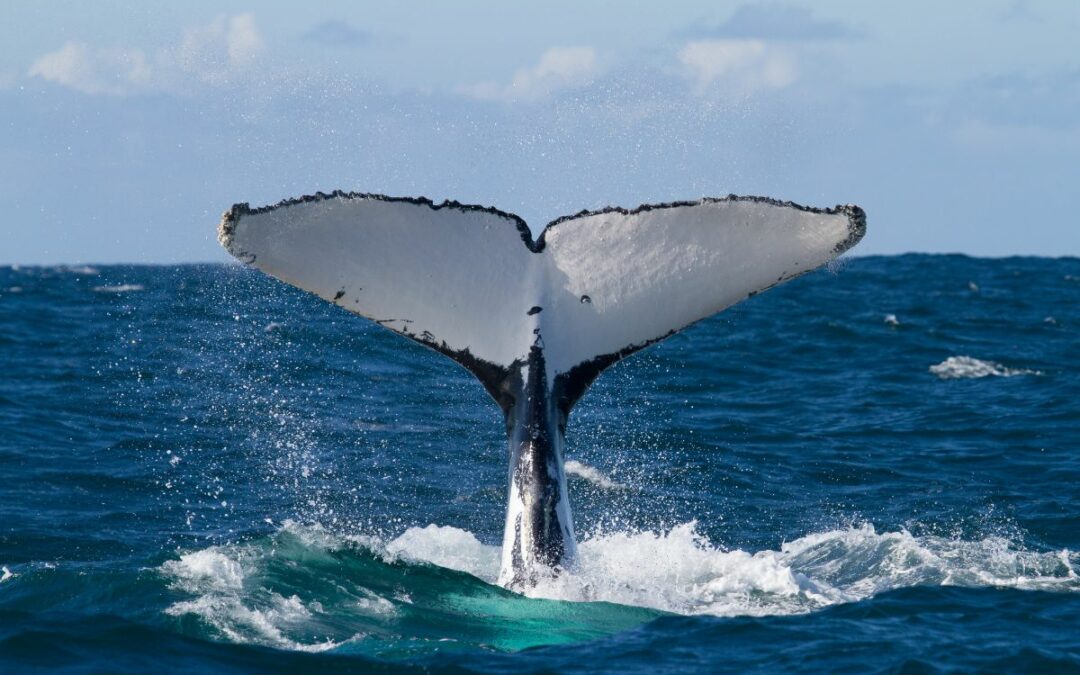 Whale Watching on the Gold Coast