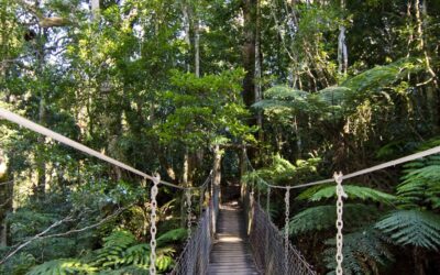 An O’Reilly’s day from Burleigh: Lamington rainforest, the treetop walk and the mountain road